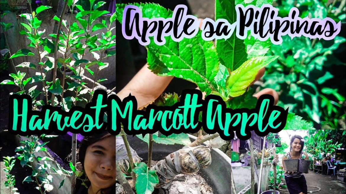 Harvest Marcotted Apple | Marcott Apple in a container