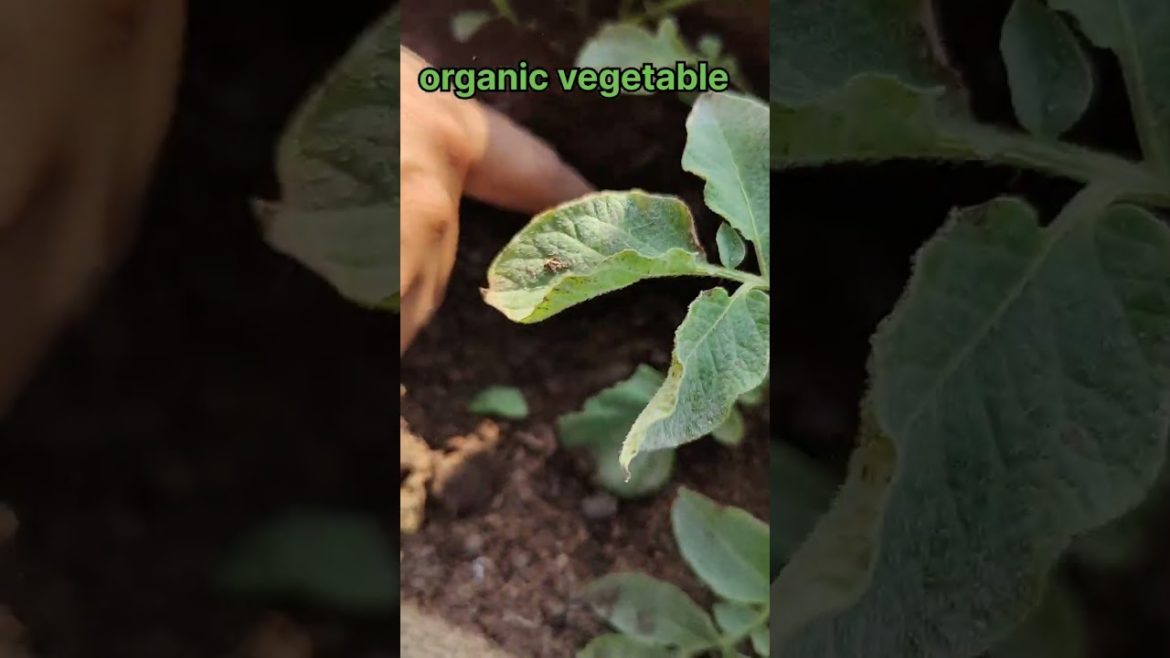 ORGANIC VEGETABLE 🥒🍆! ORGANIC POTATO ! PATATO HOME GARDENING#short