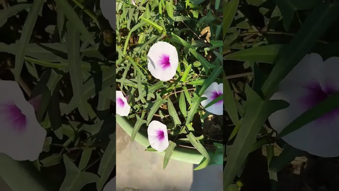 Beautiful Flowers | Winter flowering plants | Vikas Gardening | #shorts #gardening Beautiful Flowers | Winter flowering plants | Vikas Gardening | #shorts #gardening