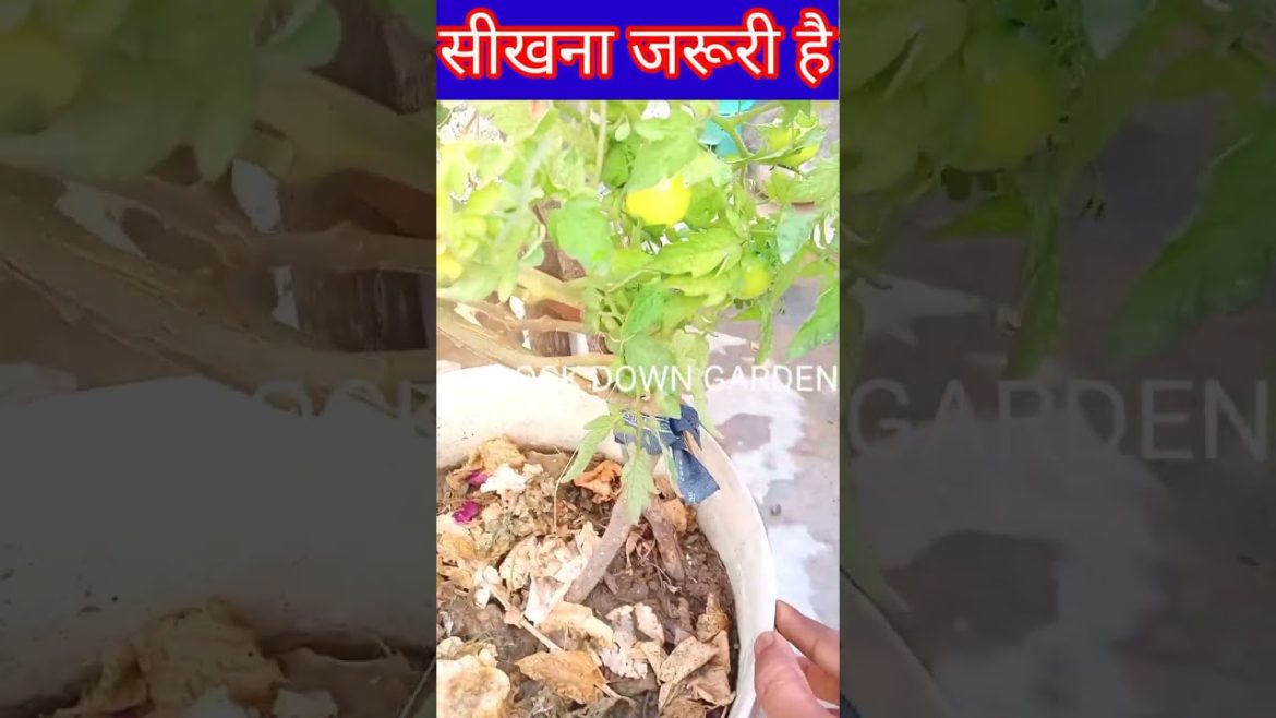 गमले में टमाटर🍅🍅🍅 कैसे उगाएं/How to grow tomato at home/ Gardening tips#shorts@Terrace and Gardening