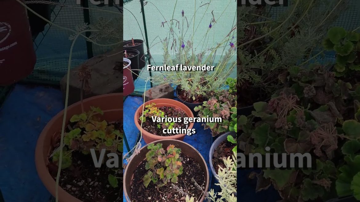 Quick Mini Greenhouse Update 🌿 #shorts