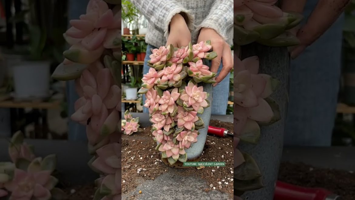 Succulent DIY Ideas | 多肉植物 | 다육이들 | Suculentas #plants