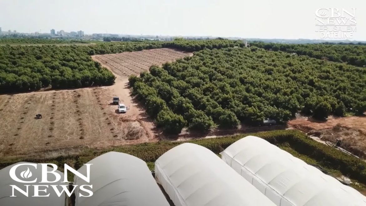 As Food Supply Concerns Grow, Israel Explores Desert Agriculture, Aquaculture As Food Supply Concerns Grow, Israel Explores Desert Agriculture, Aquaculture