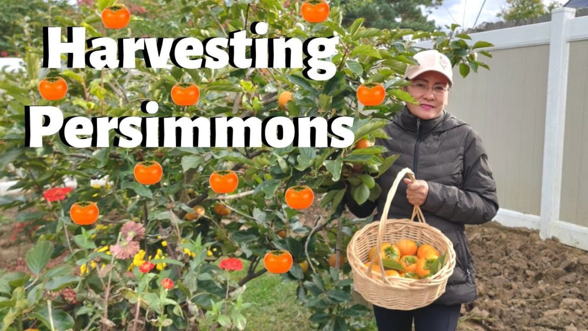 Harvesting Persimmons from my Backyard Garden
