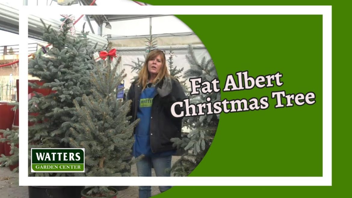 Fat Albert a Great Choice for the Urban Landscape and as a Living Christmas Tree