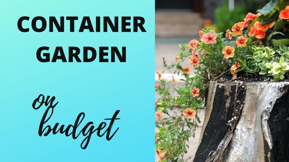 Container Gardening On Budget for beginners; The Container Garden Challenge for Small Spaces Container Gardening On Budget for beginners; The Container Garden Challenge for Small Spaces