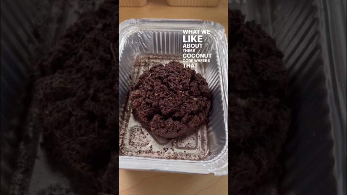 Tips for Growing Microgreens: Part 3 π±π±π± #microgreens #growkit #gardentips Tips for Growing Microgreens: Part 3 π±π±π± #microgreens #growkit #gardentips