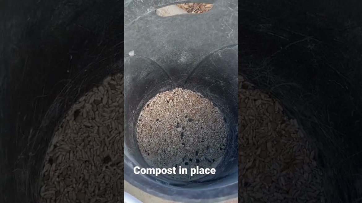 Compost in place in a container garden #shorts #fall #compost #containergardening