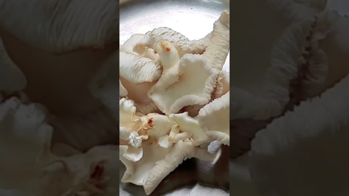 കൂൺ വീട്ടിലും വിളവെടുക്കാം #krishitips #gardentips #usefulsnippets #shorts