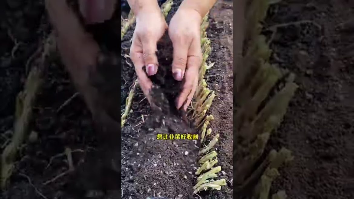 Episode 335 plant #shorts Episode 335 plant #shorts