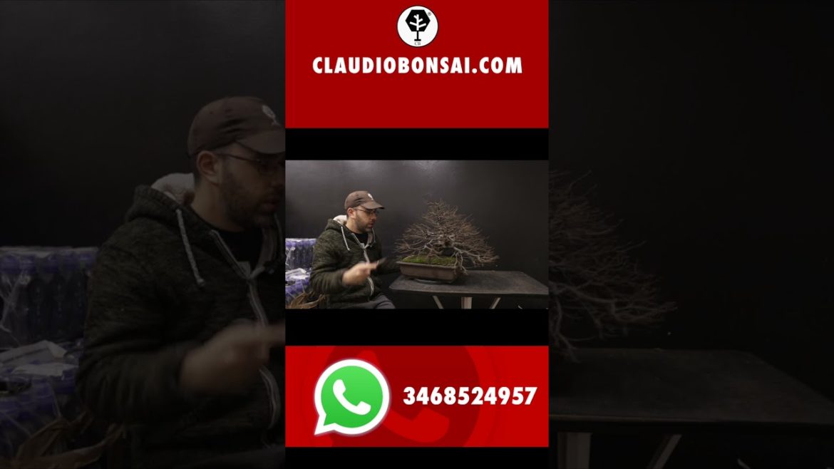 #bonsai