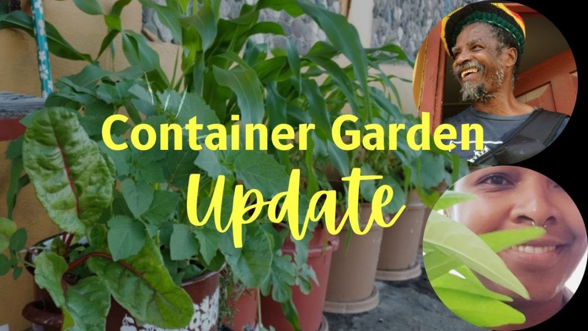 Container Garden UPDATE | A Simple Life #34 |  #balconygarden #terracegarden #livity #simpleliving
