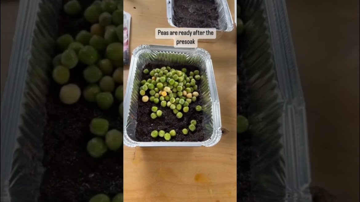 Tips for Growing Microgreens: Part 2 🌱🌱🌱 #microgreens #growkit #gardentips