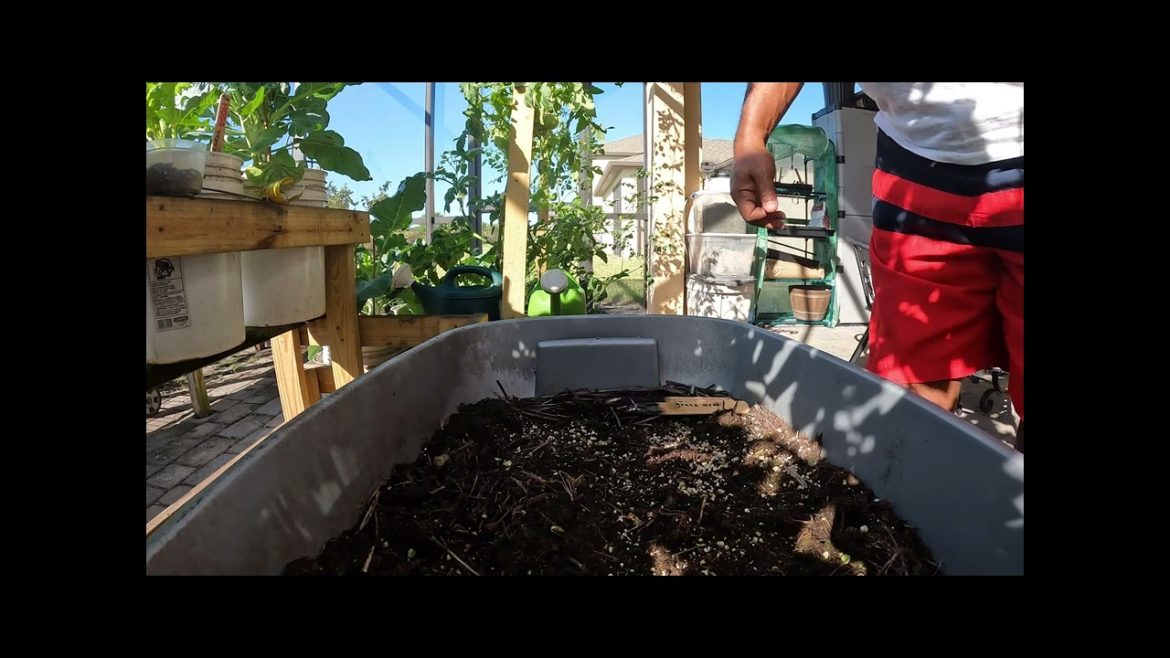 How to Thin Turnip Seedlings How to Thin Turnip Seedlings