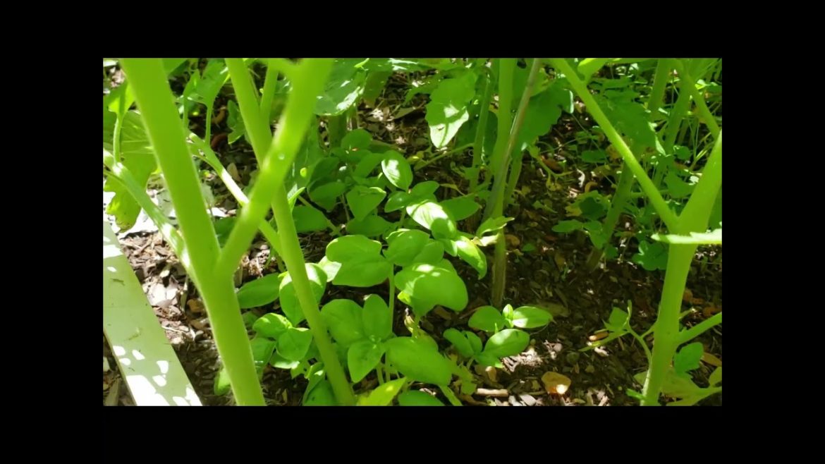 Container Garden and Cardboard Box Garden (update) Container Garden and Cardboard Box Garden (update)