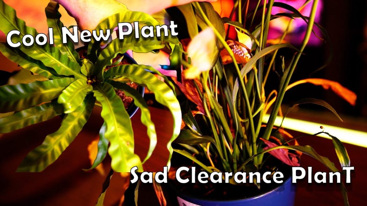 Fixer Upper Clearance Peace Lily & Hurricane Bird's Nest Fern