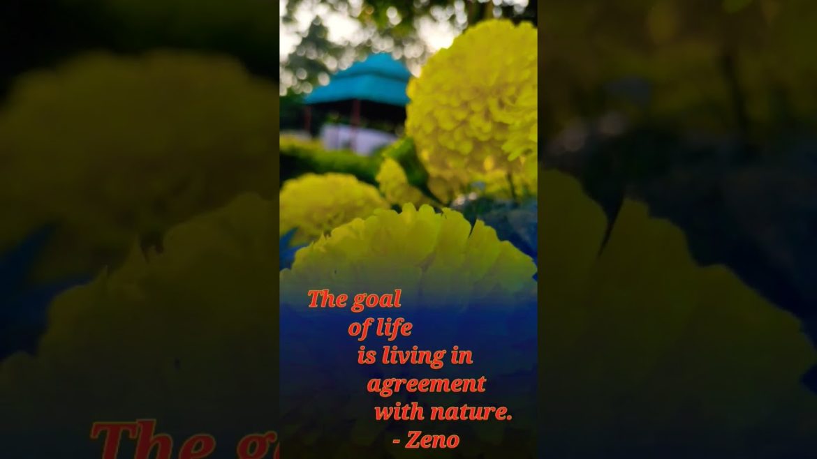 Nature Lovers || Nature Quotes || Marigold Flowers || Beautiful Nature Gardening Tips garden plants
