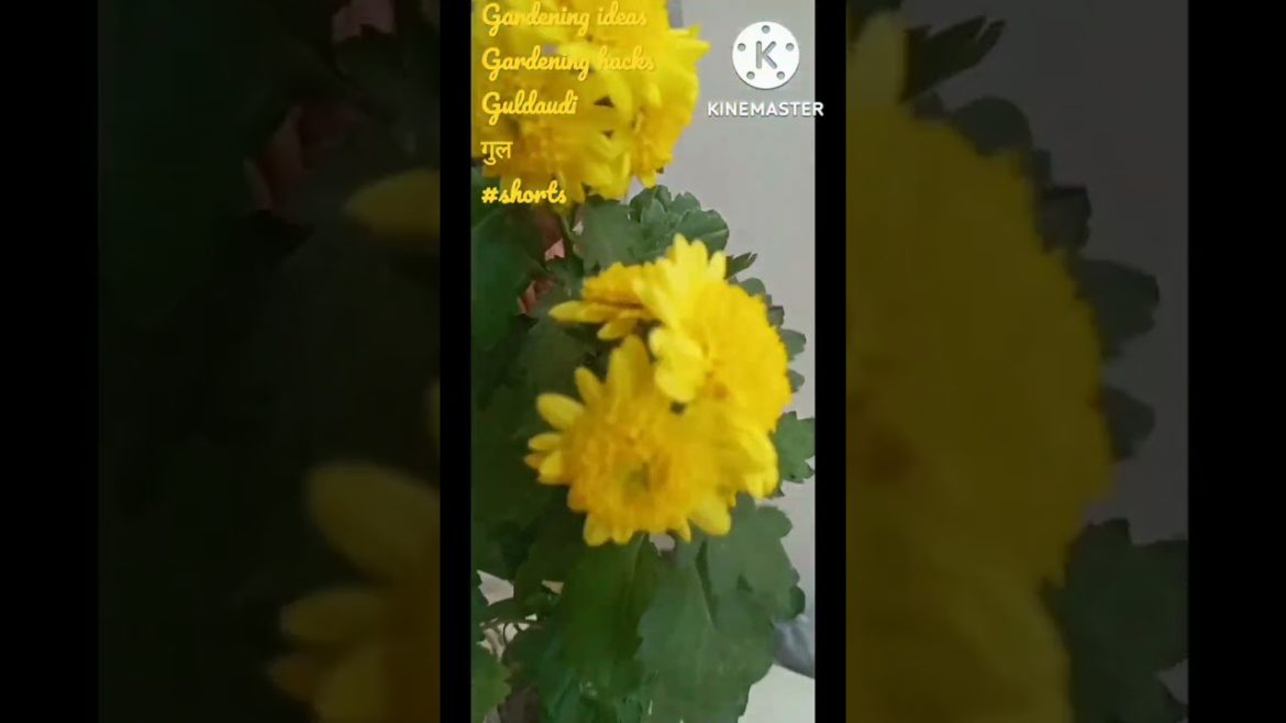 winter gardening ideas|winter gardening for  beginners|Guldaudi#shorts#ytshorts#shortvideo