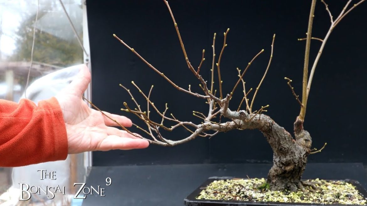 Pruning My Small Leaf Linden, The Bonsai Zone, Dec 2022