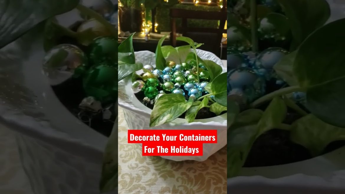 Make Your Containers Festive 🎉 | #plantmas #holidayseason #pothos #aglaonema #shorts #indoorplants