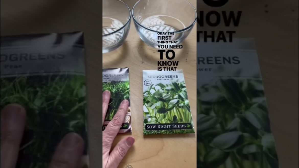Tips for Growing Microgreens: Part 1 🌱🌱🌱 #microgreens #growkit #gardentips