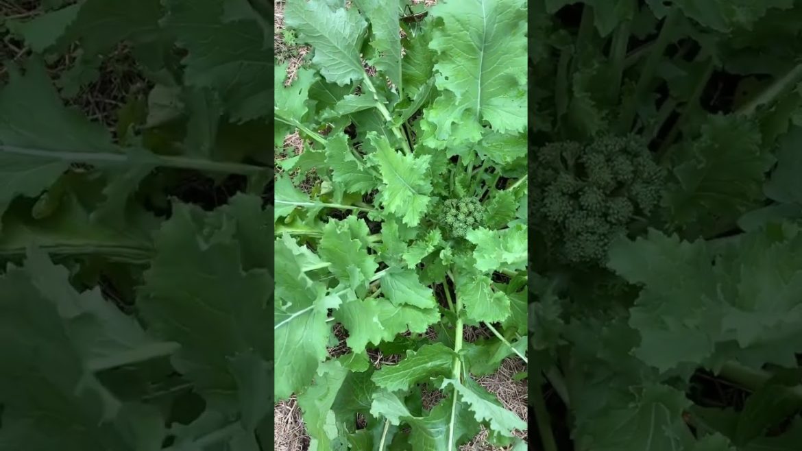 Mystery Plant (I was right!) #shorts