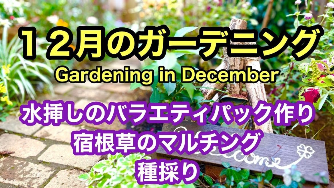 14種類の挿し穂で水挿しのバラエティーパック作り。マルチングで宿根草の冬越し準備。ジニア・千日紅・トレニアの採種。12月の庭作業を一部まとめました。#ガーデニング #japanesegardening 14種類の挿し穂で水挿しのバラエティーパック作り。マルチングで宿根草の冬越し準備。ジニア・千日紅・トレニアの採種。12月の庭作業を一部まとめました。#ガーデニング #japanesegardening