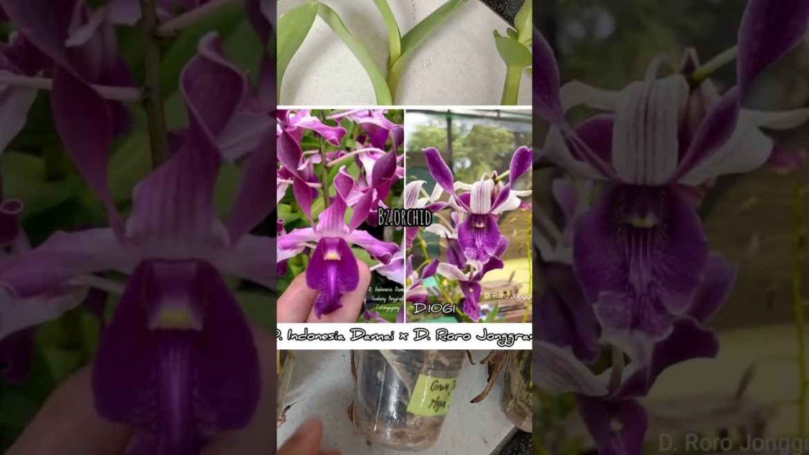 Ready Dendrobium Keriting Silangan Pra Remaja Pra Remaja Siap Di Adopsi