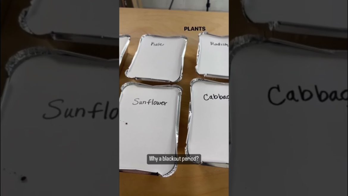 Tips for Growing Microgreens: Part 4 🌱🌱🌱 #microgreens #growkit #gardentips