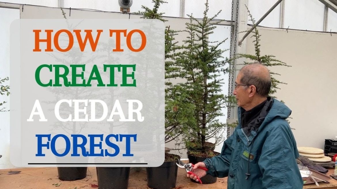 Cedar Forest Project