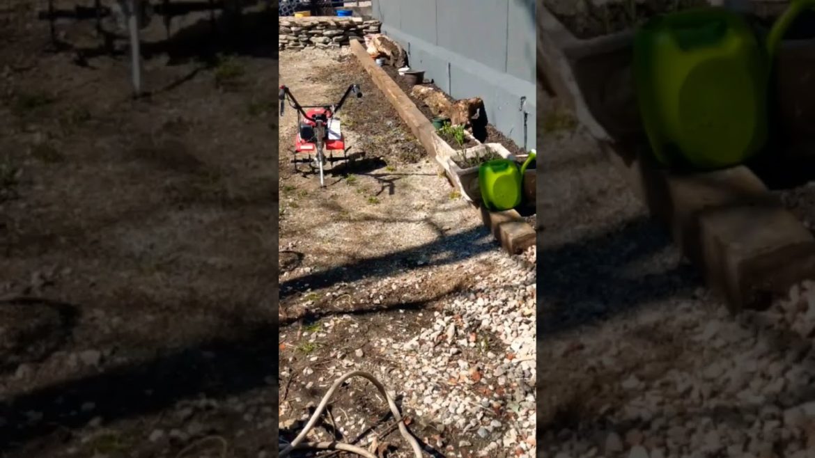 Unbelievable backyard transformation on low budget #gardeningtips #gardenupdate #transformation