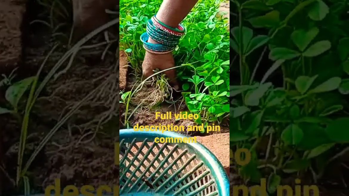 GROWING METHI #garden #smallgarden