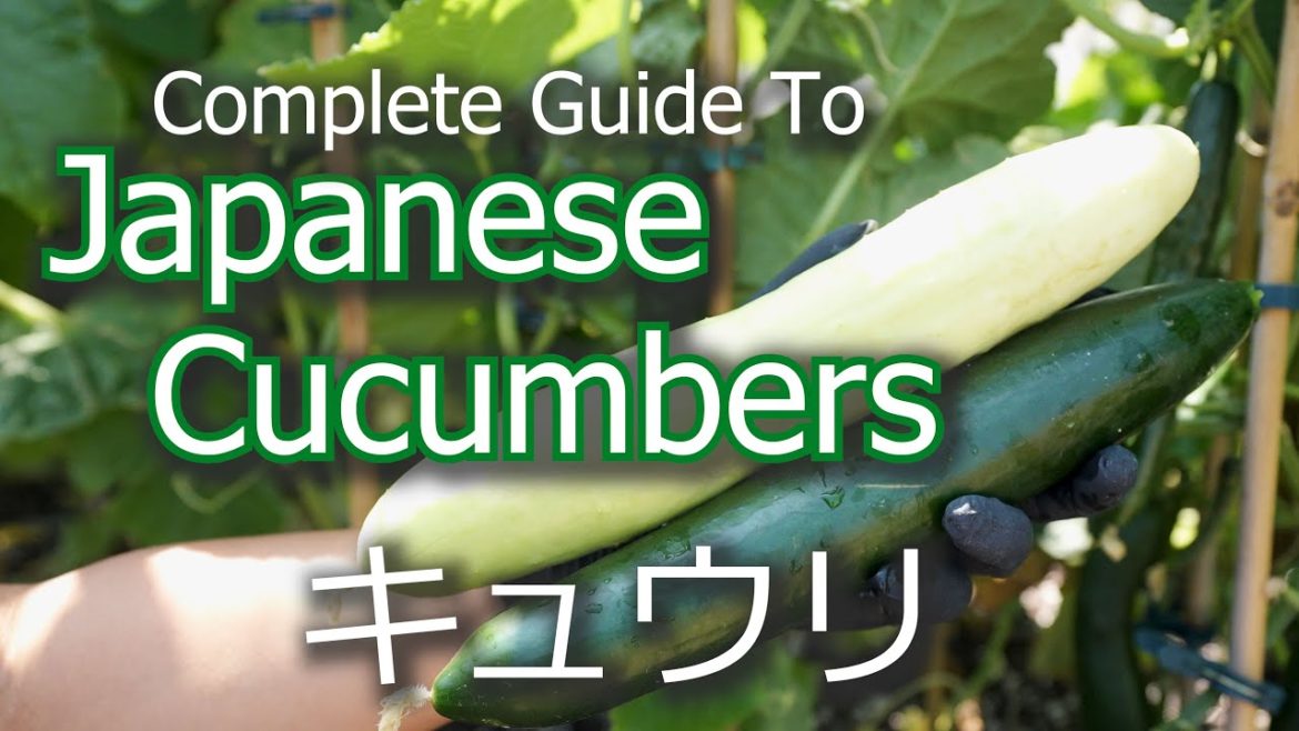 Complete Guide To Growing Japanese Cucumbers | Germination | Harvesting | キュウリ Complete Guide To Growing Japanese Cucumbers | Germination | Harvesting | キュウリ