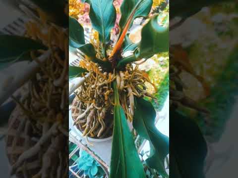 BEAUTIFUL KOKEDAMA DE ANTHURIUM #kokedama #koke #dama #bonsai #bonsaitree #anthurium #viral #shorts BEAUTIFUL KOKEDAMA DE ANTHURIUM #kokedama #koke #dama #bonsai #bonsaitree #anthurium #viral #shorts