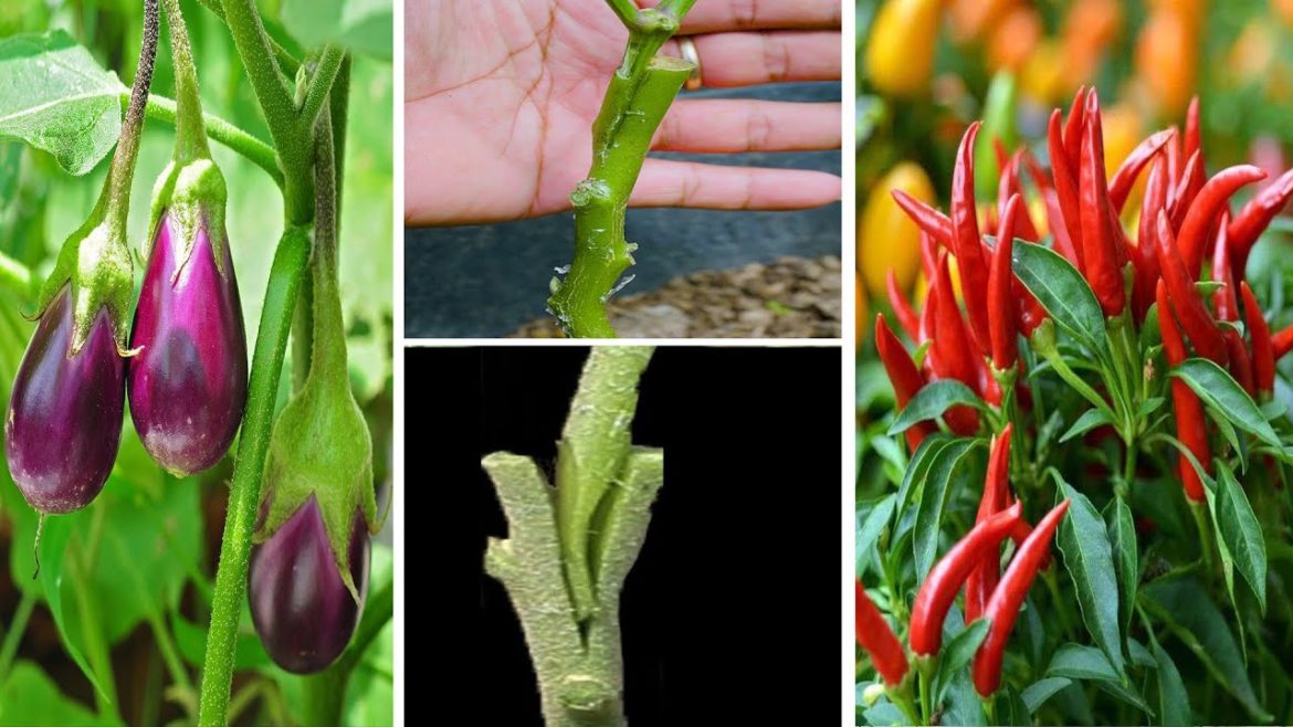 Chili Grafting On Eggplant  From Cutting Easy planting guide Tips for growing chili