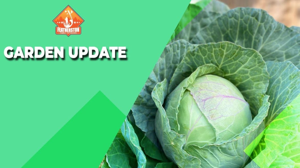 Container Garden Update #growyourownfood #growvegetables #howto #diy #noweeds #organicgardening Container Garden Update #growyourownfood #growvegetables #howto #diy #noweeds #organicgardening