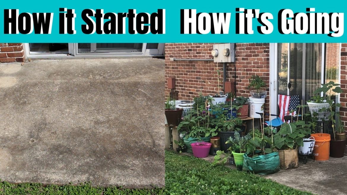Start a Container/Patio Garden| Tips| Beginner Friendly| Practical| Easy| BlackGirlsGrow Start a Container/Patio Garden| Tips| Beginner Friendly| Practical| Easy| BlackGirlsGrow