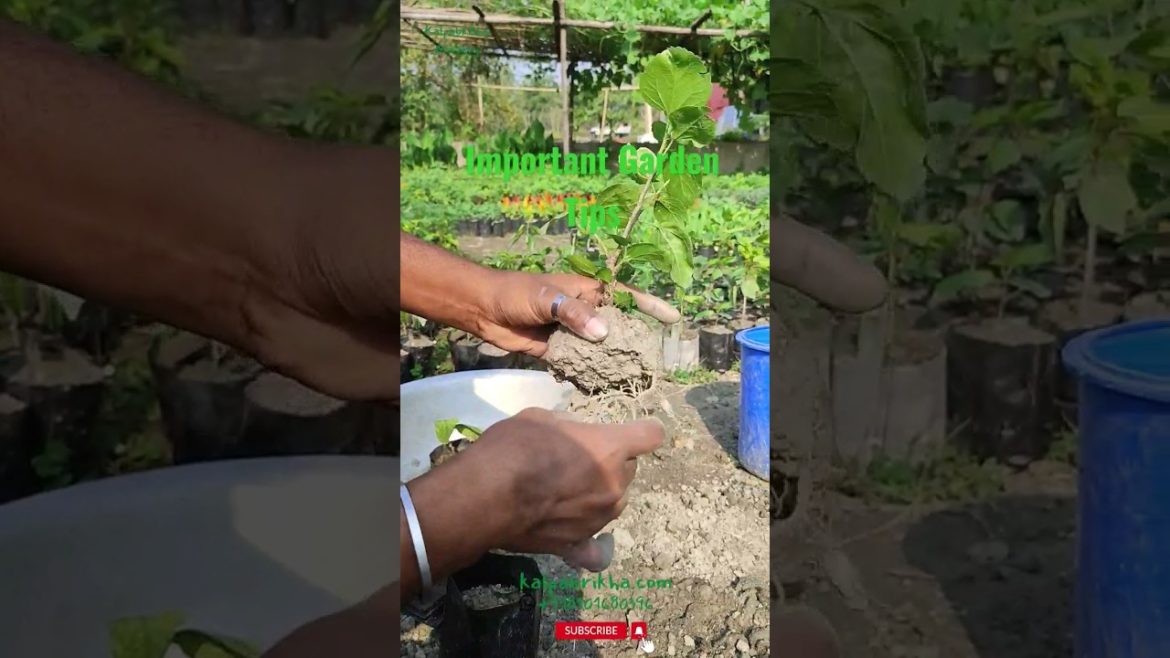 Important Garden Tips #gardeningtips #nurseryplants #flowerplants #diygarden #gardening #hibiscus Important Garden Tips #gardeningtips #nurseryplants #flowerplants #diygarden #gardening #hibiscus