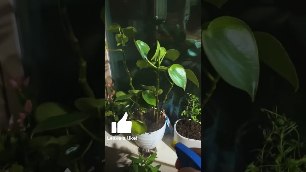 Peacefully Watering My Indoor Plants #gardening #indoorplants #shorts #wateringplants