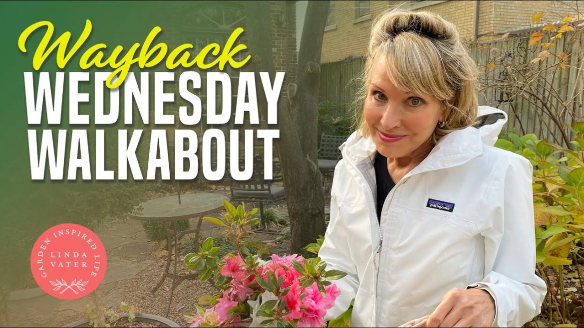 Wayback Wednesday Walkabout (from the Archives) Wayback Wednesday Walkabout (from the Archives)