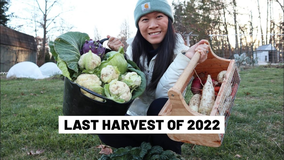 The last big garden harvest of the year! December 2022 - cabbage, cauliflower, radishes, turnips