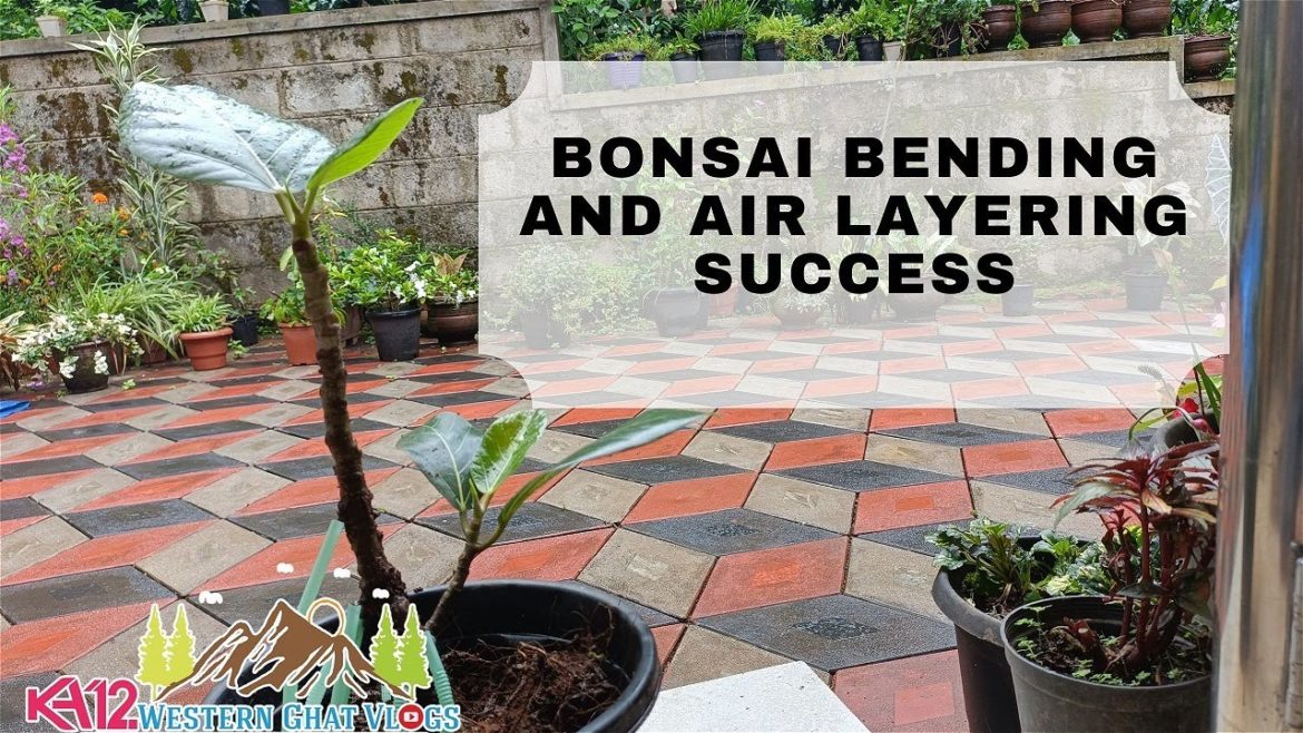 Bonsai bending and air layer success | bonsai | garden tips in kannada | ka12 | kannada vlog channel Bonsai bending and air layer success | bonsai | garden tips in kannada | ka12 | kannada vlog channel