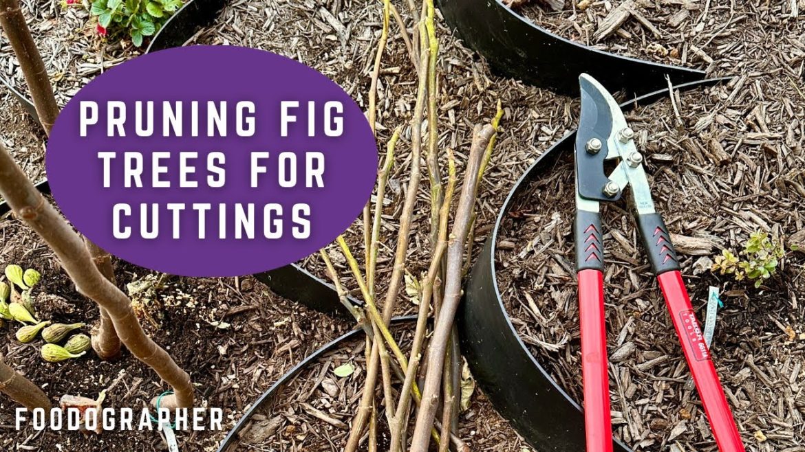 Pruning In-Ground & Potted Fig Trees for Cuttings - Propagating in Cold Climates - Terraced Garden