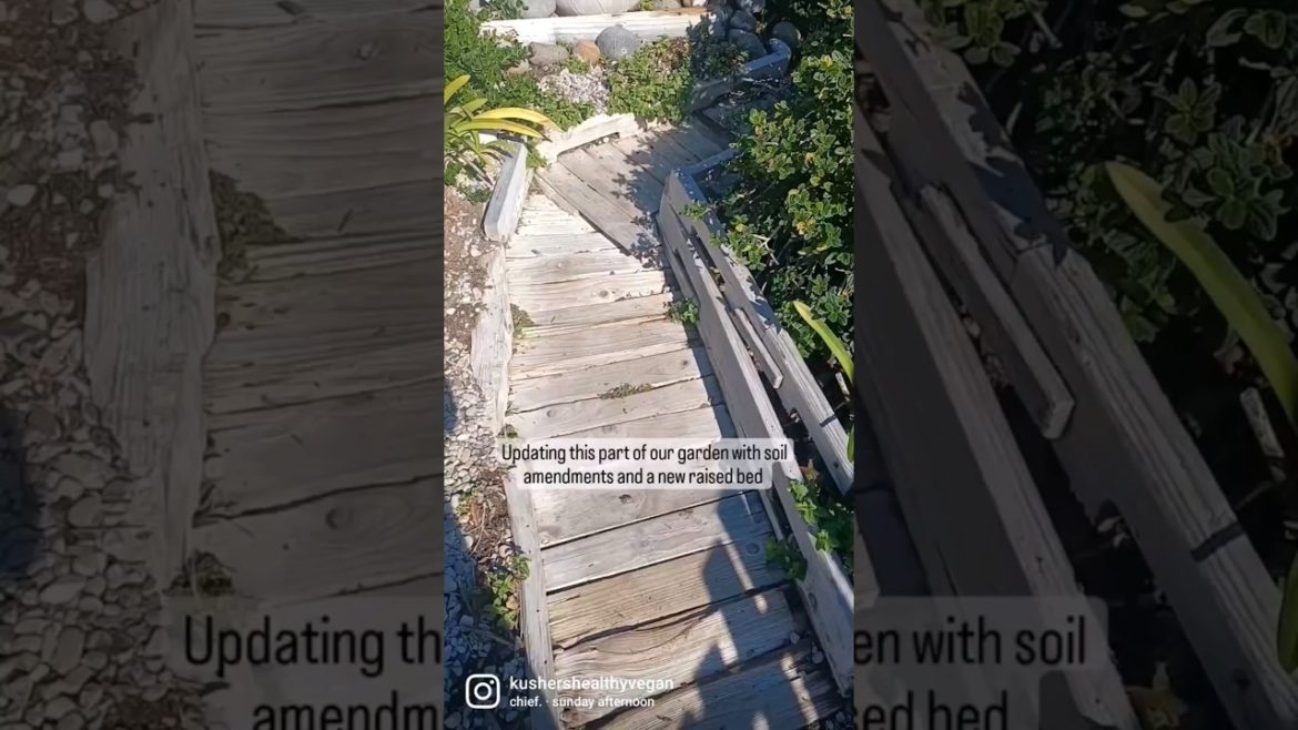 Landscaping our garden and Updating a raised bed #shorts #garden #organicgardening #fruits