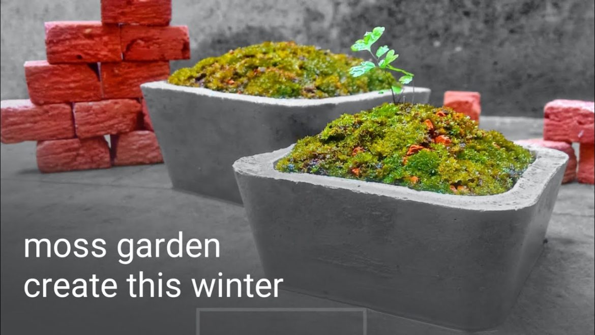 moss garden create this winter at home care & tips in Hindi