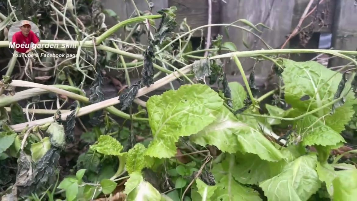 Backyard garden in winter # moeu garden skill