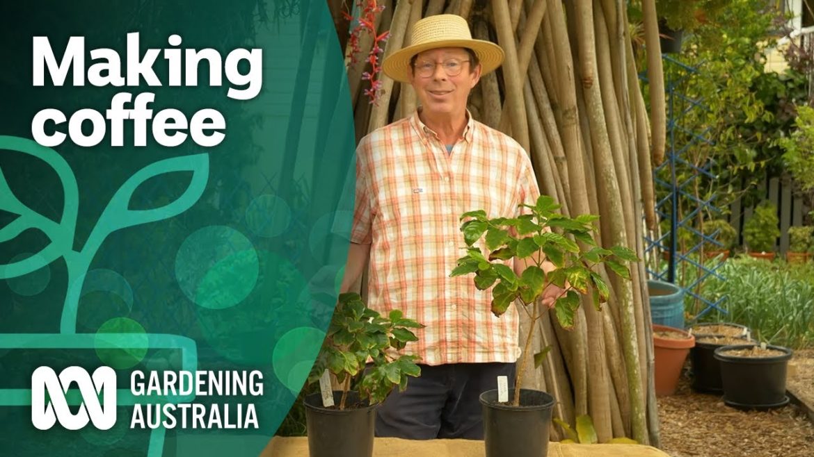 How to grow and roast coffee from scratch | Becoming self-sufficient | Gardening Australia How to grow and roast coffee from scratch | Becoming self-sufficient | Gardening Australia