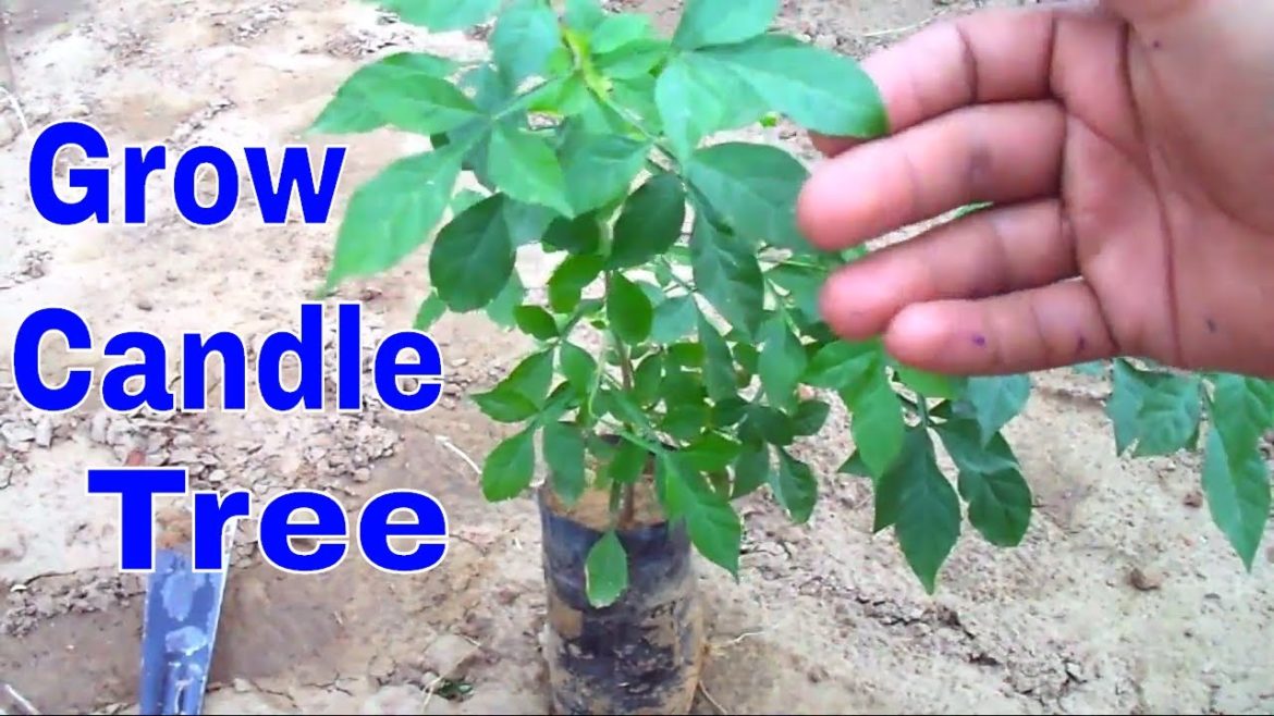 How to Grow Candle Tree/Parmentiera Cereifera/Gardening Tips & Care -26 Aug 2017 / Mammal Bonsai