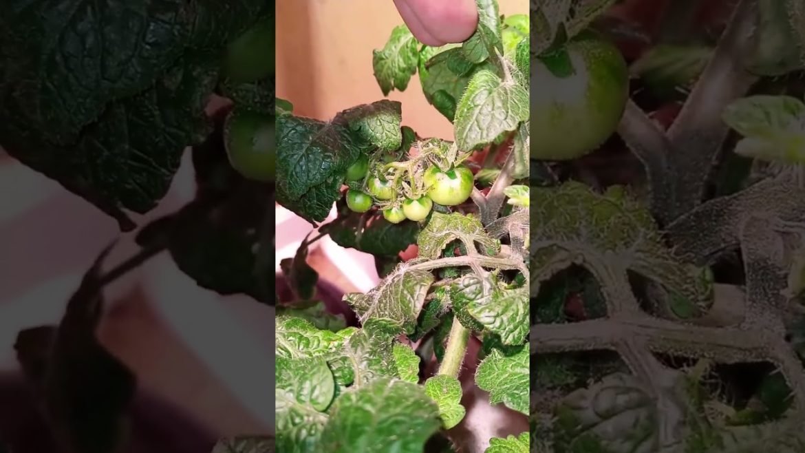 Grow Dwarf Tomato Cuttings Indoor Series Episode 2 #hydroponics #tomato  #indoorgarden