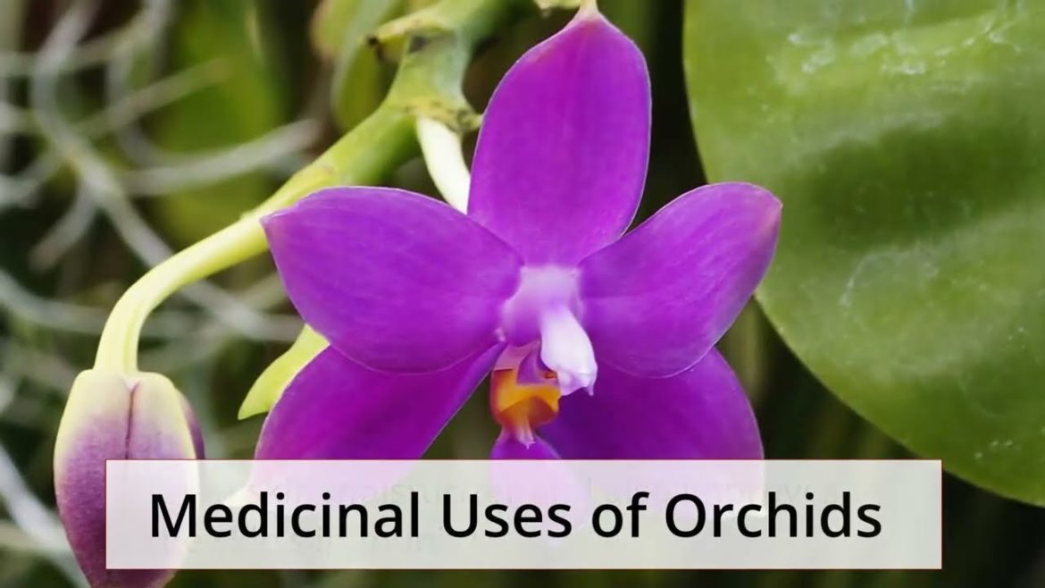 Are orchid flowers edible for human beings?